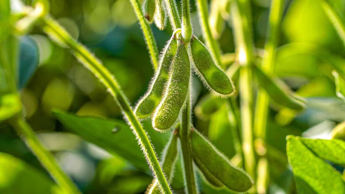 Soybeans Extend Buying into the End of the Week