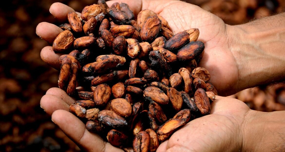Cocoa Prices Tumble as Supplies Increase